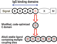 Protein A structure